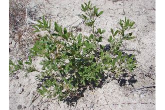 <i>Psoralea micrantha</i> A. Gray