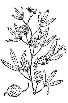 <i>Psoralea lanceolata</i> Pursh var. stenophylla (Rydb.) Toft & S.L. Welsh