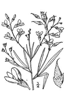<i>Psoralea linearifolia</i> Torr. & A. Gray