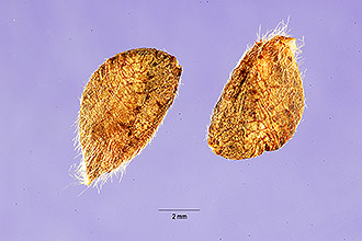 <i>Psoralea macrostachya</i> DC. var. rhombifolia Torr.