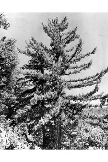 Bigcone Douglas-fir