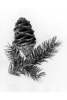 Bigcone Douglas-fir