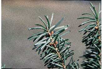 <i>Pseudotsuga taxifolia</i> (Lamb.) Britton var. glauca (Beissn.) Sudw.