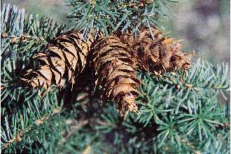 Rocky Mountain Douglas-fir