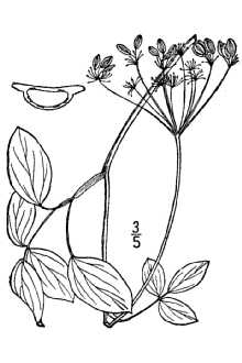 <i>Pseudotaenidia montana</i> Mack.