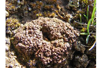 Mountain Fishscale Lichen