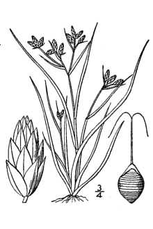 <i>Psilocarya portoricensis</i> Britton