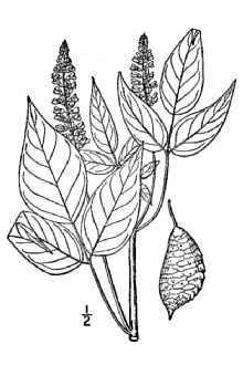 <i>Psoralea onobrychis</i> Nutt.