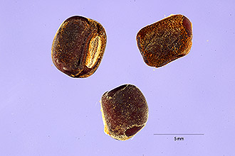 <i>Psophocarpus palmettorum</i> Guill., Perr. & A. Rich.
