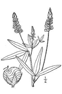 <i>Psoralea psoralioides</i> (Walter) Cory var. eglandulosa (Elliott) Freeman