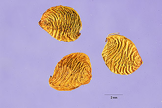 <i>Orbexilum pedunculatum</i> (Mill.) Rydb. var. eglandulosum (Elliott) Isely