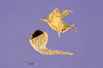 <i>Psoralea trinervata</i> (Rydb.) Standl.