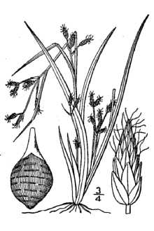 <i>Psilocarya scirpoides</i> Torr. var. grimesii Fernald & Grisc.