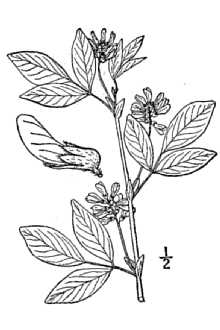 <i>Psoralea stipulata</i> Torr. & A. Gray