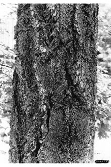 <i>Pseudotsuga taxifolia</i> (Lamb.) Britton