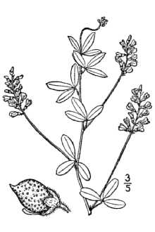 <i>Psoralea tenuiflora</i> Pursh var. floribunda (Nutt. ex Torr. & A. Gray) Rydb.