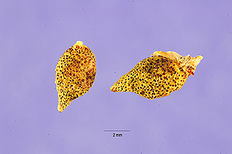 <i>Psoralea tenuiflora</i> Pursh var. bigelovii (Rydb.) J.F. Macbr.