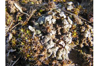 Tuckerman's Fishscale Lichen