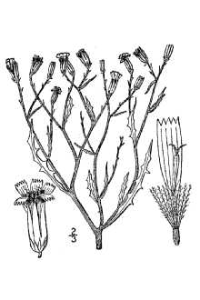 <i>Stephanomeria pauciflora</i> (Torr.) A. Nelson var. pauciflora
