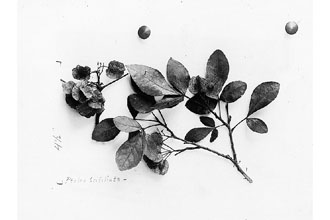 Common Hoptree
