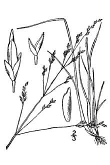 <i>Puccinellia airoides</i> (Nutt.) S. Watson & J.M. Coult.