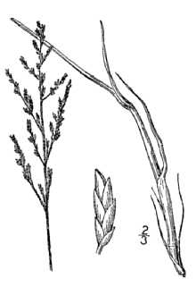 Saltmarsh Alkaligrass