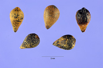 <i>Purshia tridentata</i> (Pursh) DC. var. glandulosa (Curran) M.E. Jones