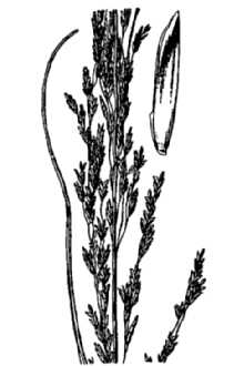 <i>Phippsia nutkaensis</i> (J. Presl) Á. Löve & D. Löve