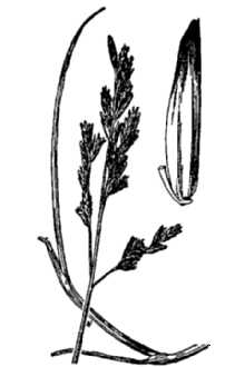 <i>Puccinellia americana</i> T.J. Sørensen