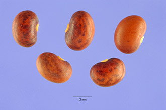 <i>Pueraria thunbergiana</i> (Siebold & Zucc.) Benth.