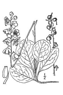 <i>Pyrola rotundifolia</i> auct. non L. p.p.