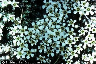 Flowering Pixiemoss