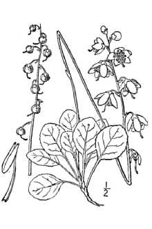 <i>Pyrola chlorantha</i> Sw. var. paucifolia Fernald