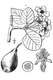 Common Pear
