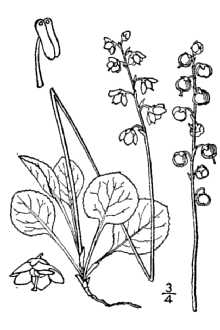<i>Pyrola minor</i> L. var. parviflora B. Boivin