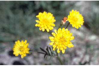 Smallflower Desert-chicory