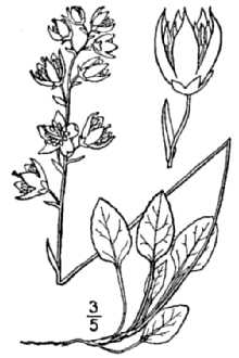 <i>Pyrola chlorantha</i> Sw. var. convoluta (W. Bartram) Fernald