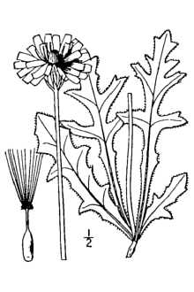 <i>Sitilias grandiflora</i> (Nutt.) Greene