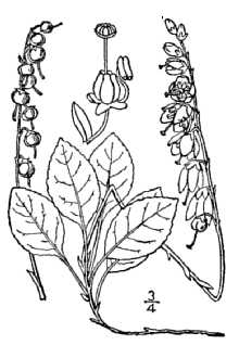 <i>Pyrola secunda</i> L. var. obtusata Turcz.