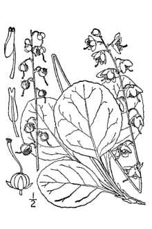 <i>Pyrola asarifolia</i> Michx. var. incarnata (DC.) Fernald