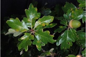 Hybrid Oak