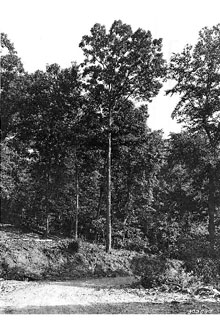 <i>Quercus alba</i> L. var. subflavea A.L. Pickens & M.C. Pickens