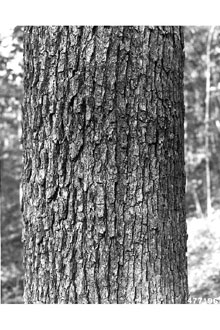 <i>Quercus alba</i> L. var. subcaerulea A.L. Pickens & M.C. Pickens