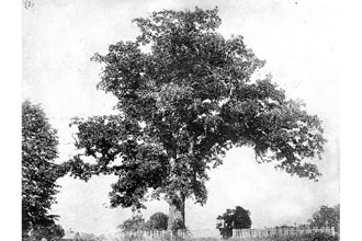 <i>Quercus alba</i> L. var. subcaerulea A.L. Pickens & M.C. Pickens