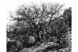 Arizona White Oak