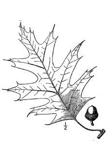 <i>Quercus rubra</i> L. var. borealis (Michx. f.) Farw.