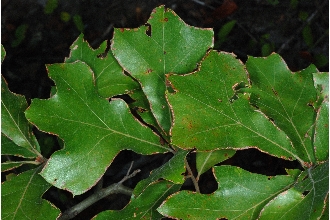 Hybrid Oak