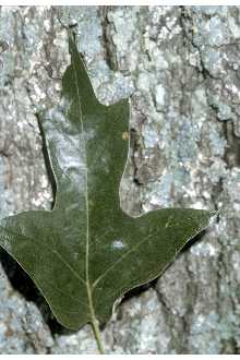 <i>Quercus triloba</i> Michx.