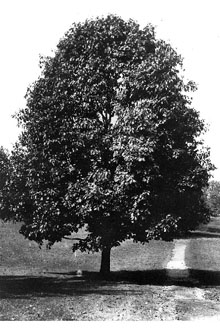 <i>Quercus falcata</i> Michx. var. triloba (Michx.) Nutt.
