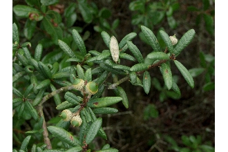 <i>Quercus virginiana</i> Mill. var. maritima (Michx.) Sarg.